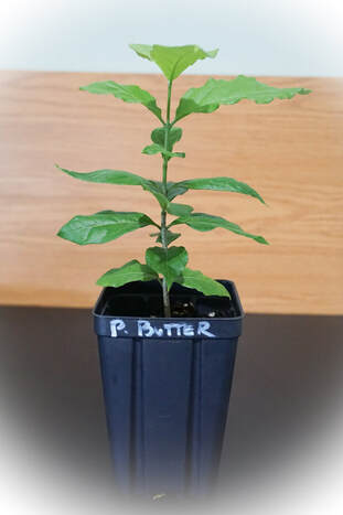 Two Peanut Butter Fruit Plants Seedling Trees