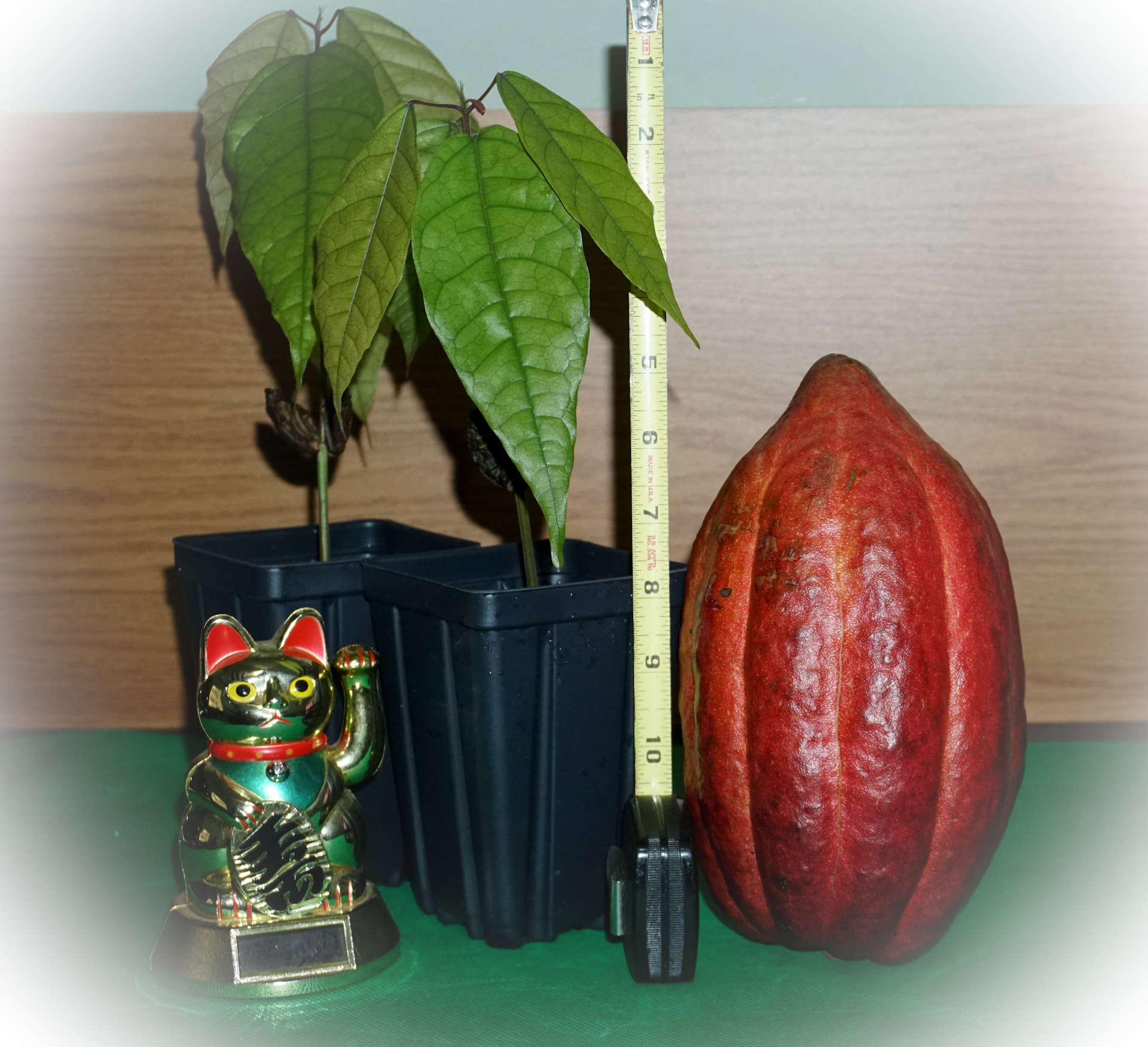 Two USDA TARS Variety Cacao Plant- Includes Shipping!
