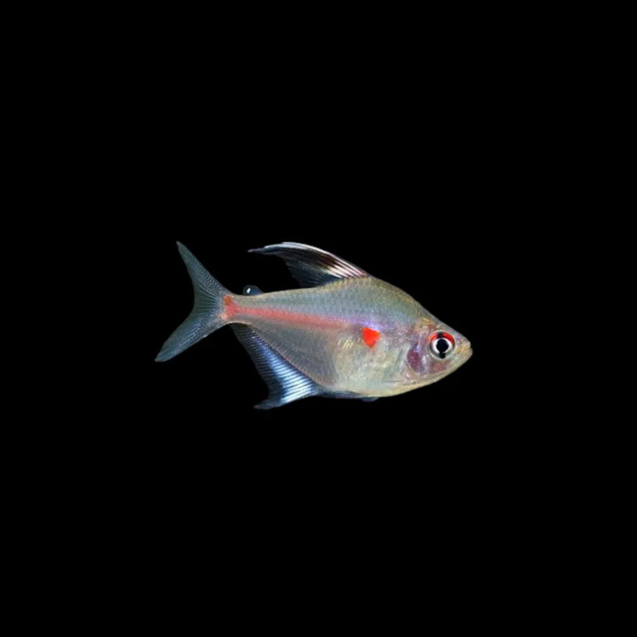 Tetra Fantasma