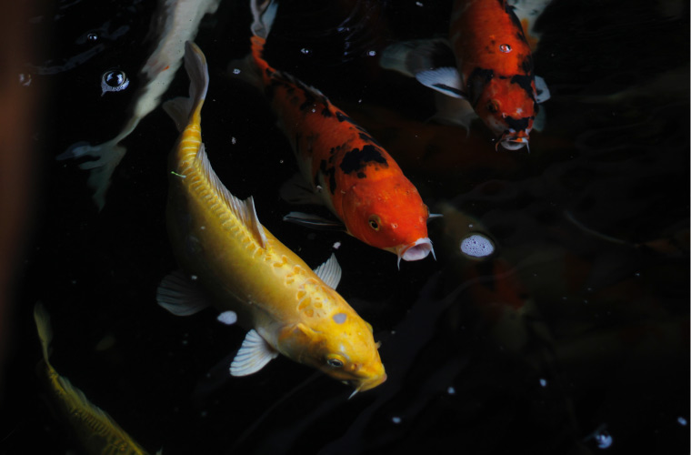 Peces koi