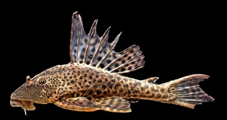 Pez pleco leopardo