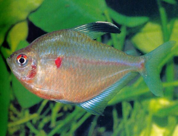 Tetra corazón sangrante