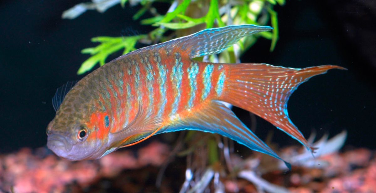 Pez para acuario
