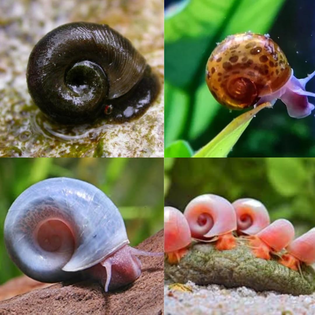 Caracol de acuario