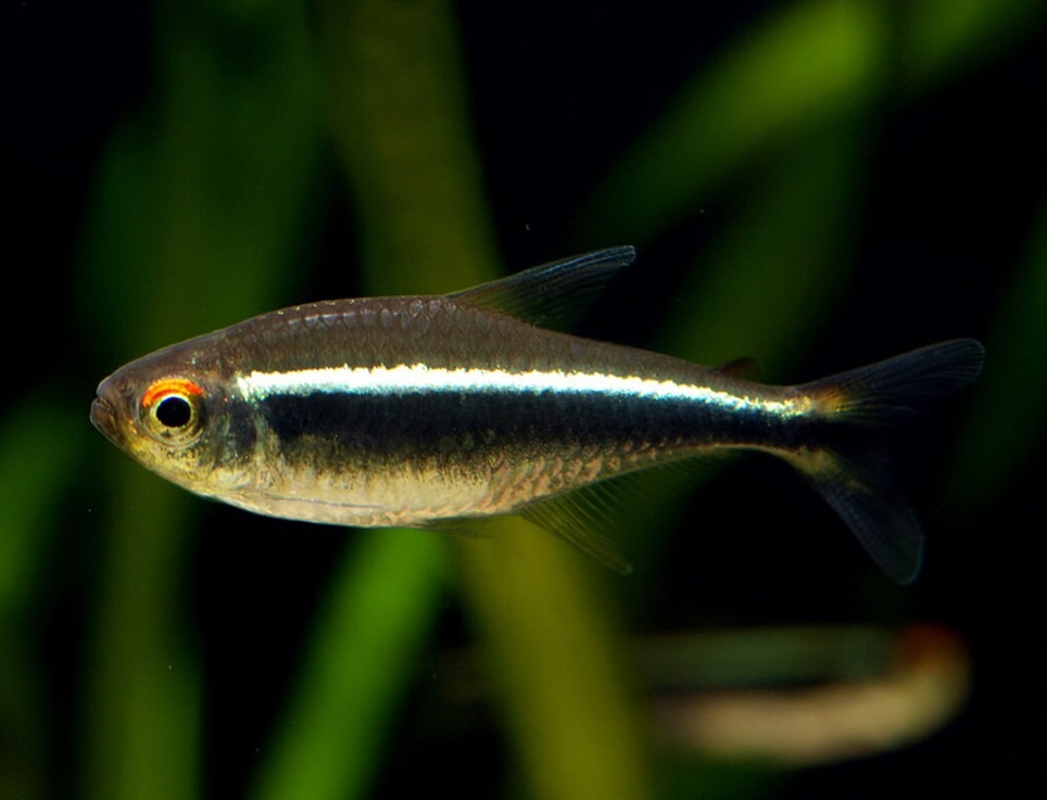Tetra neón