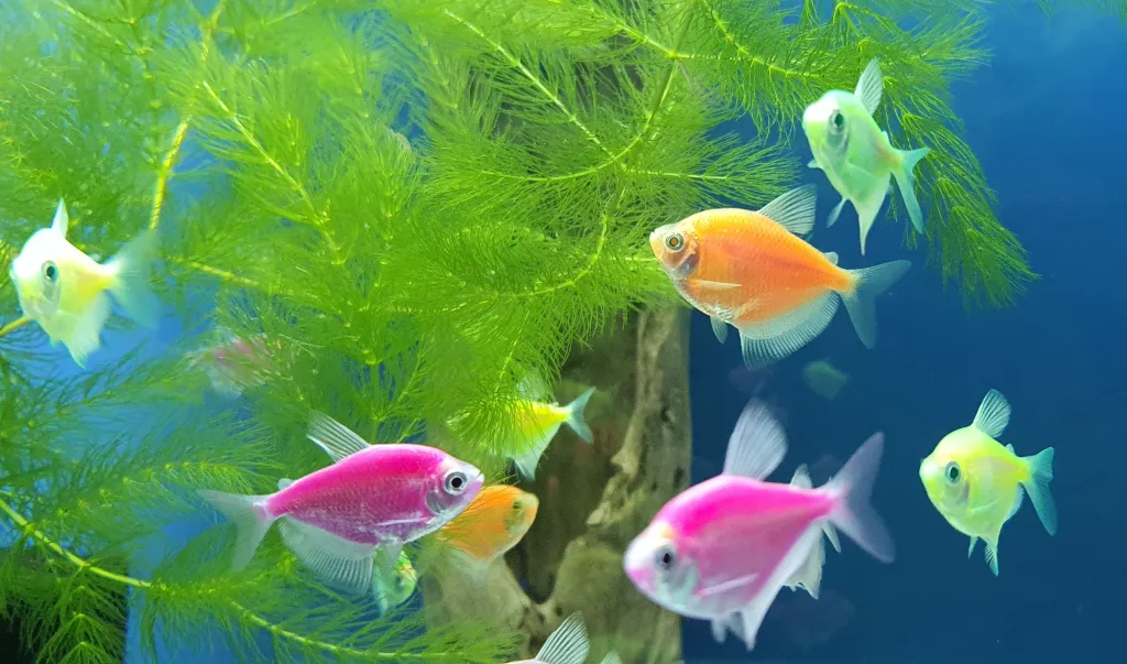 Peces de acuario de colores
