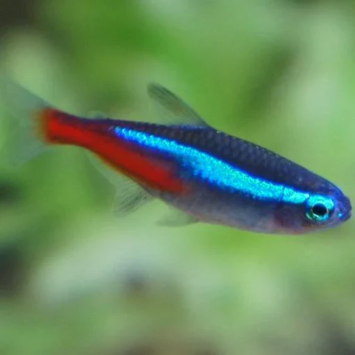 Tetra neón