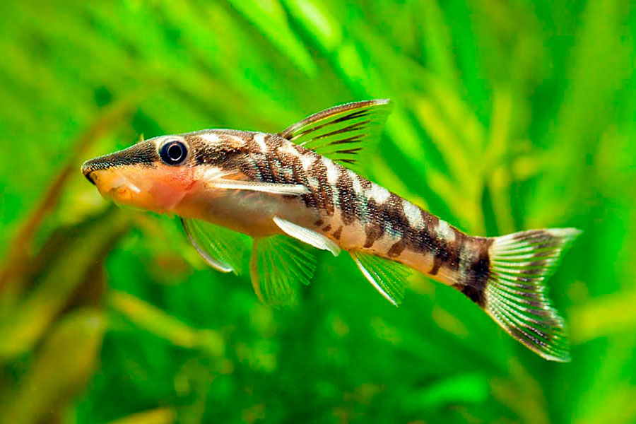 Pez limpiador de vidrio