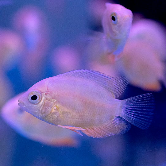 Pez cíclido albino
