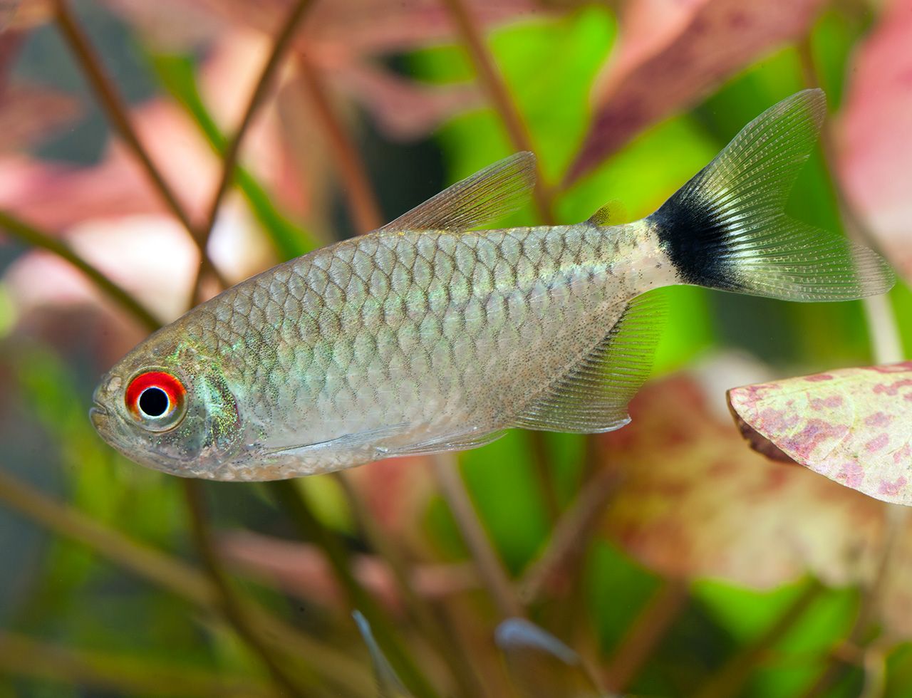 Tetra Ojo Rojo