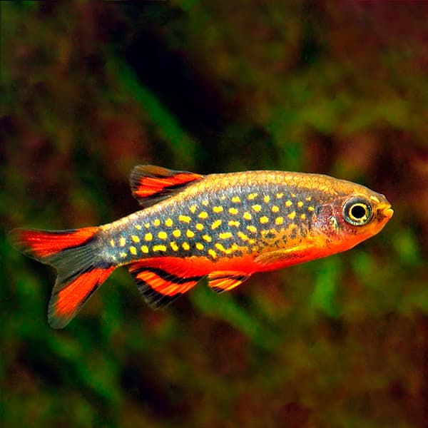 Pez Galaxy Rasbora
