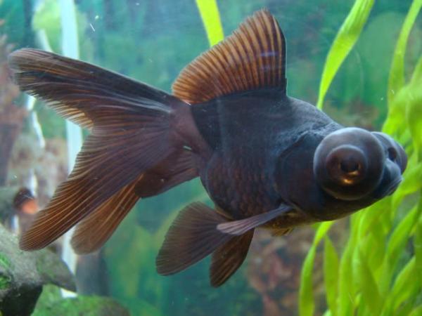 Pez telescopio negro