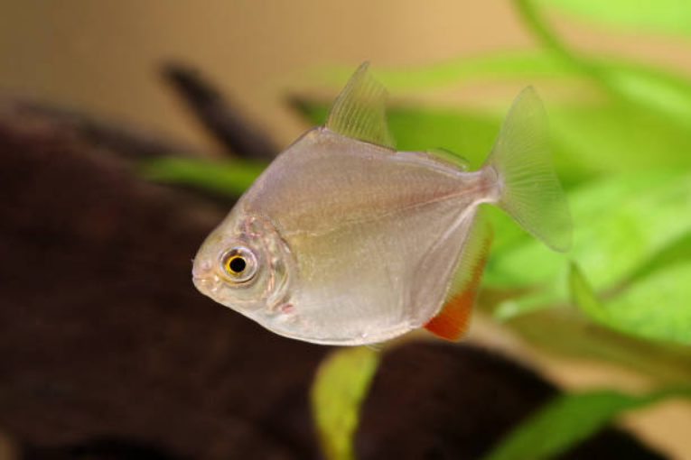 Pez tetra plateado