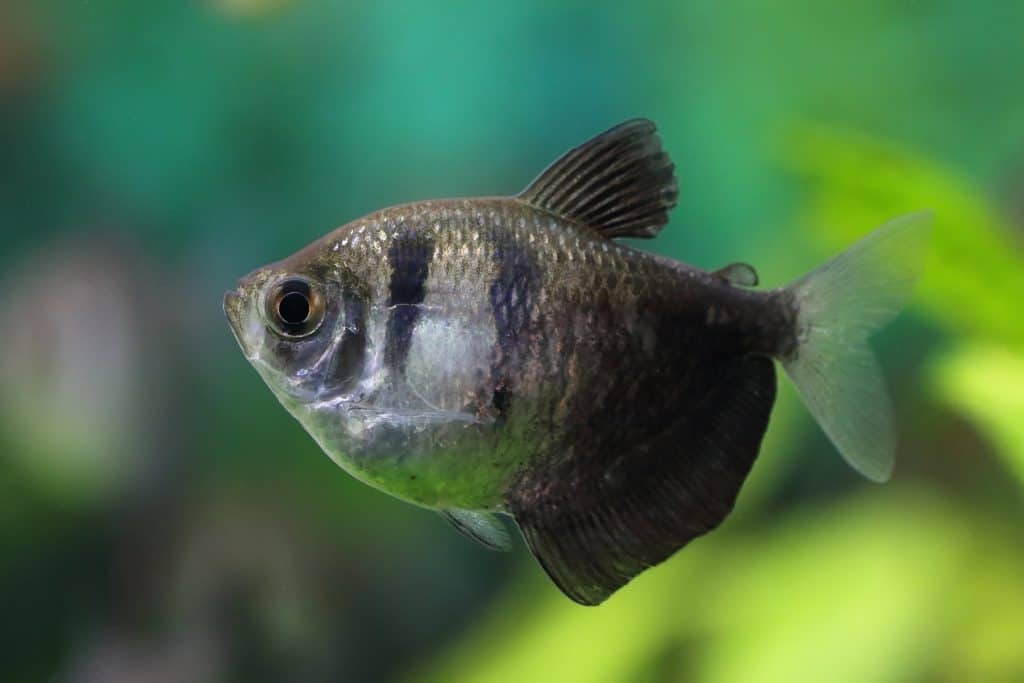 Pez tetra negro