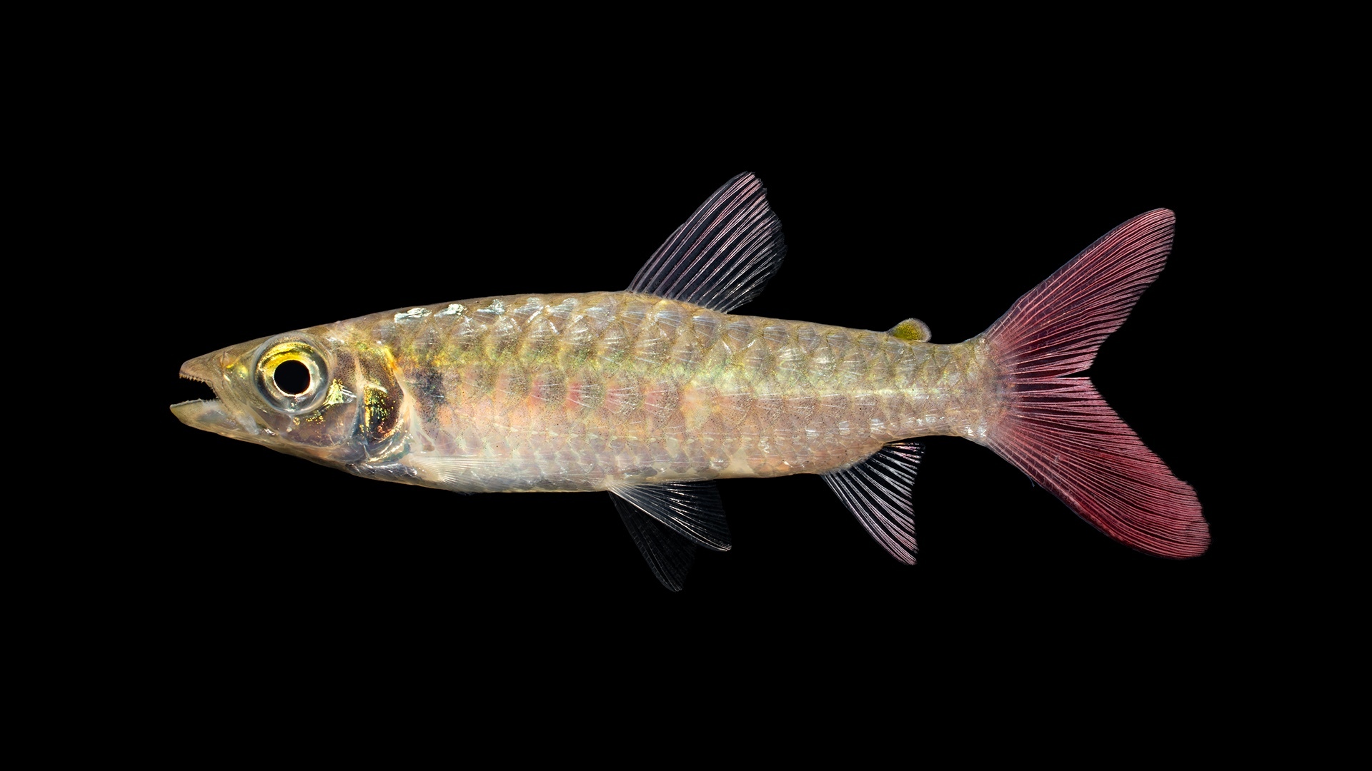 Pez tropical de acuario