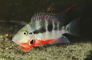 Ciclido boca de fuego