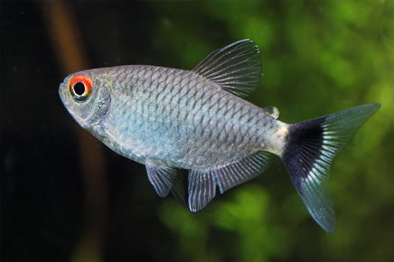 Tetra Santa Filomena