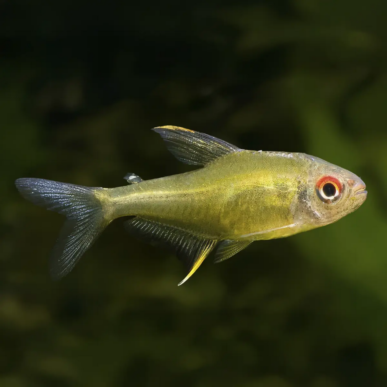 Tetra limon