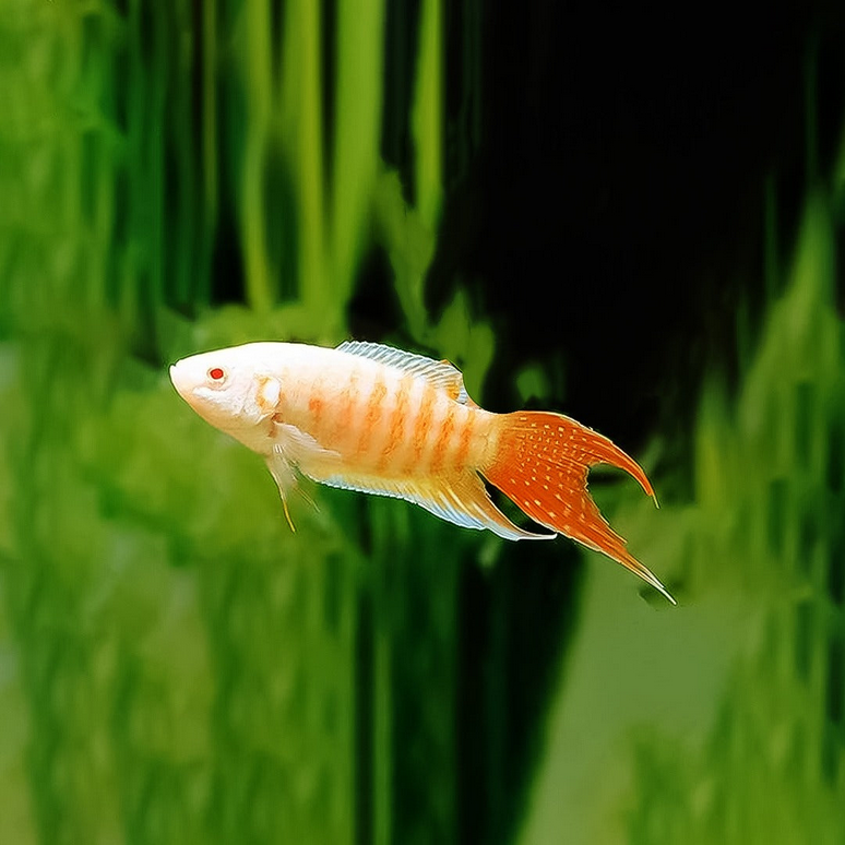 Gurami paraiso albino 