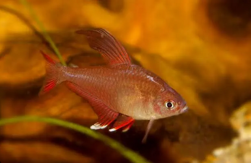 Tetra Bentosi