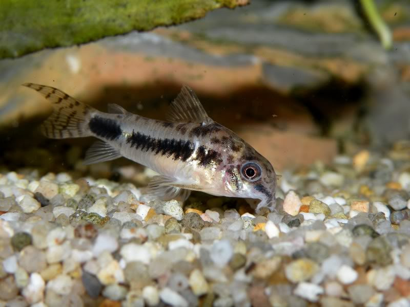 Corydoras habrosus