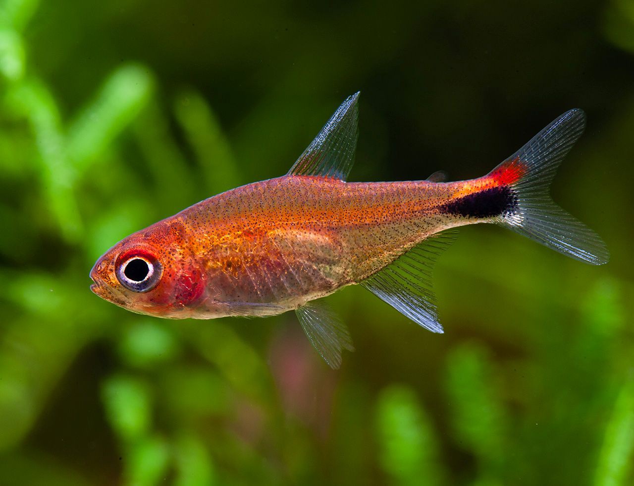 Tetra rubi 