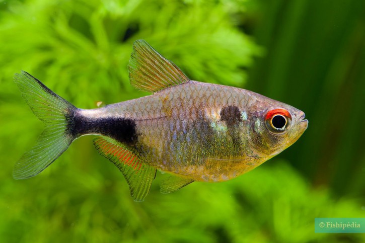 Tetra pulcher