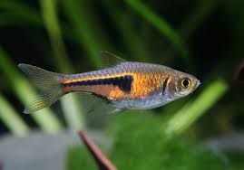Rasbora espei