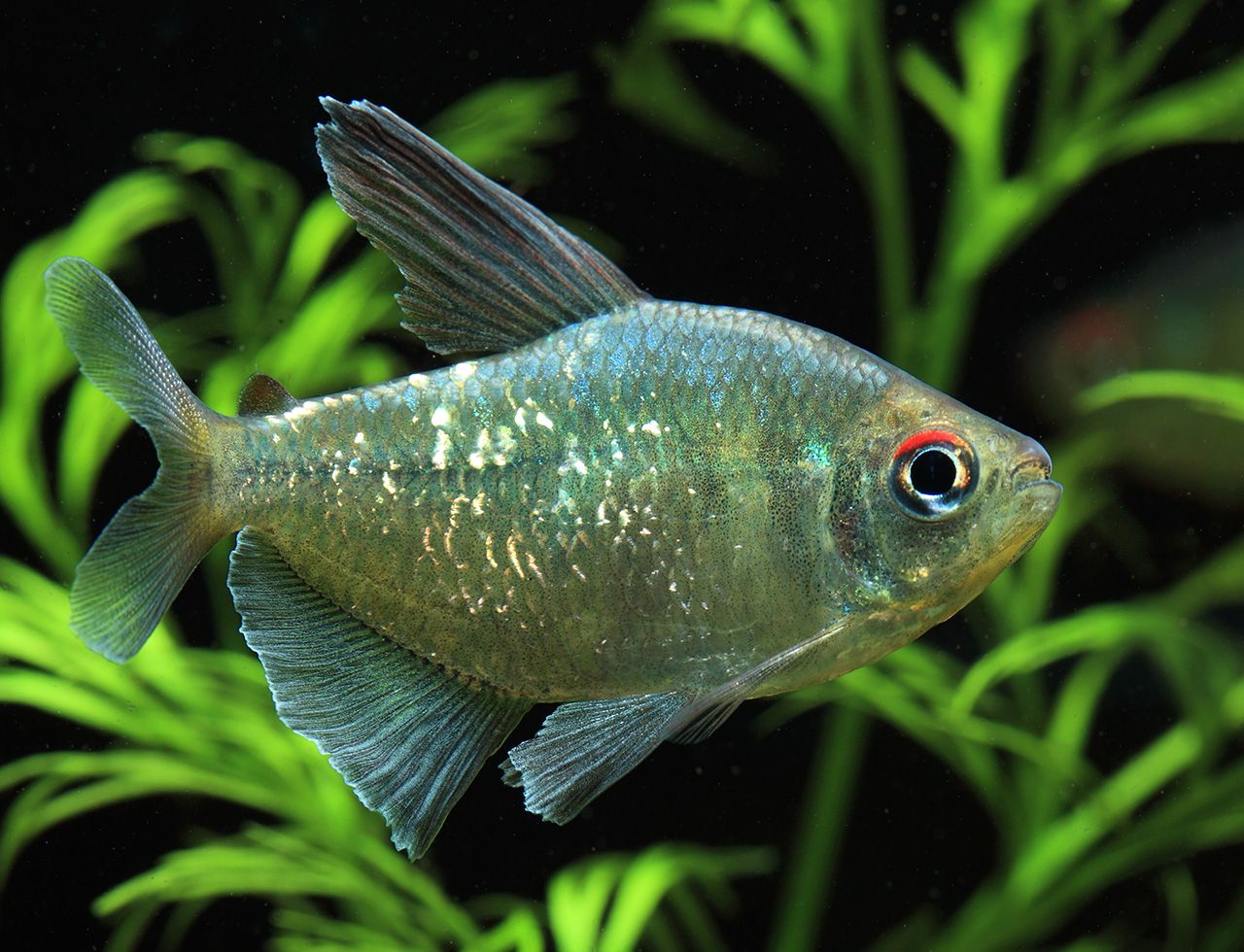 Tetra diamante