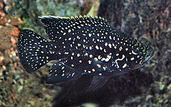 Ciclido Paratilapia