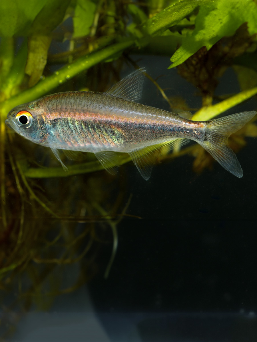 Tetra Morichalera 