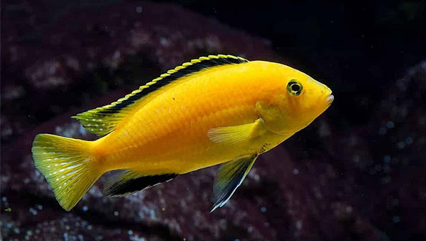 Ciclido amarillo electrico