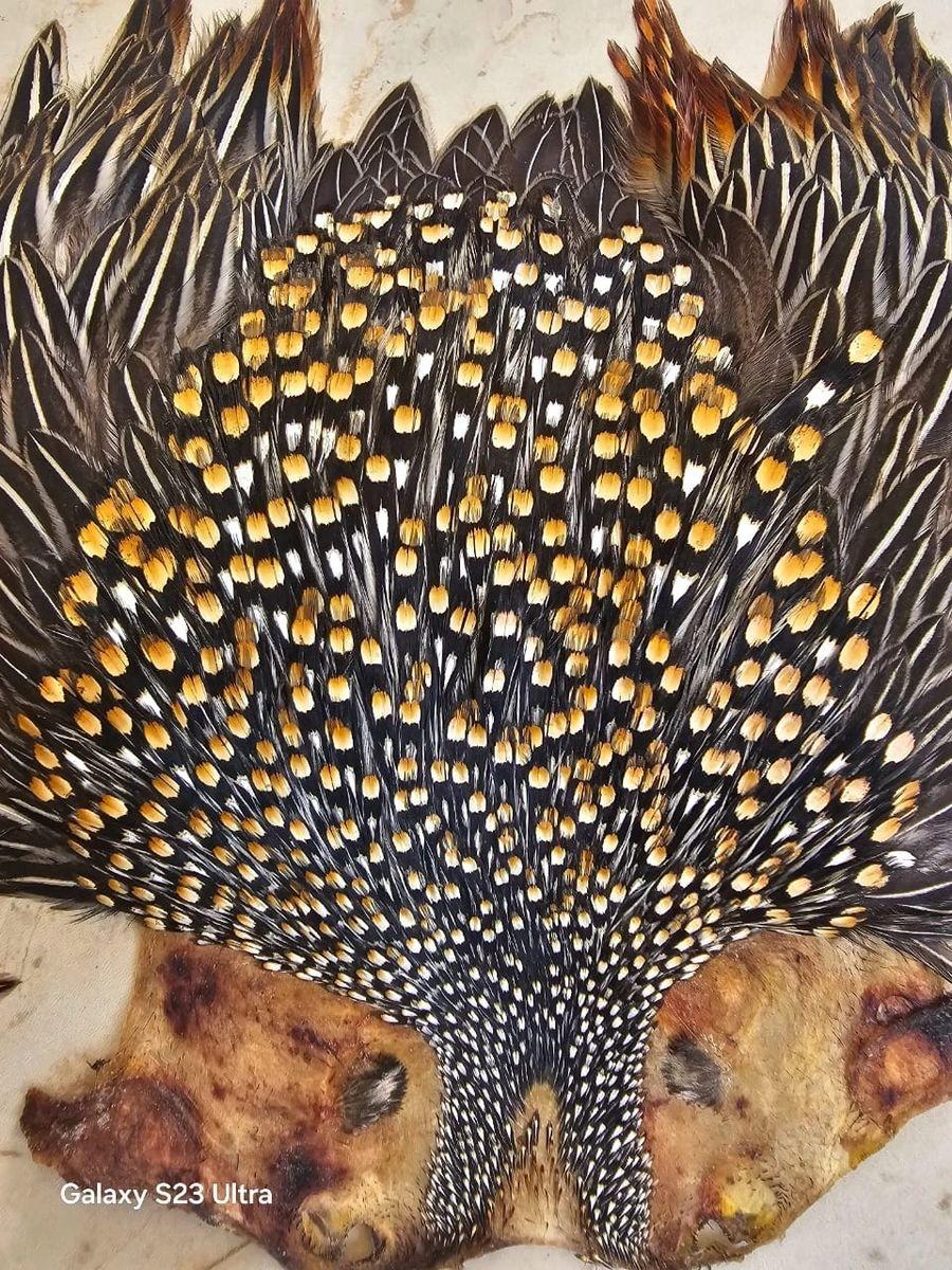 AAA Grade Jungle Cock Cape – Finest Indian Collection