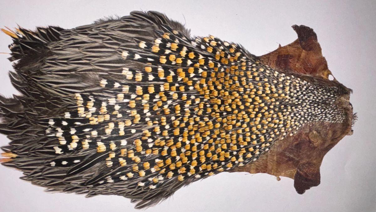 B Grade Jungle Cock Cape – Genuine Indian Origin