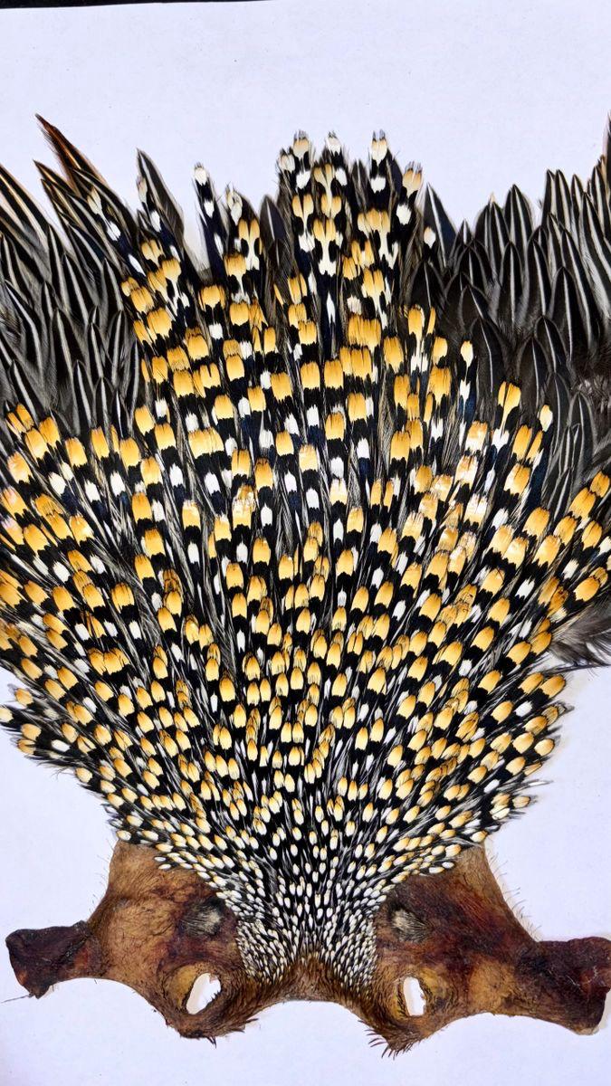 Super Quality Jungle Cock Cape – Collected by Our Hunters