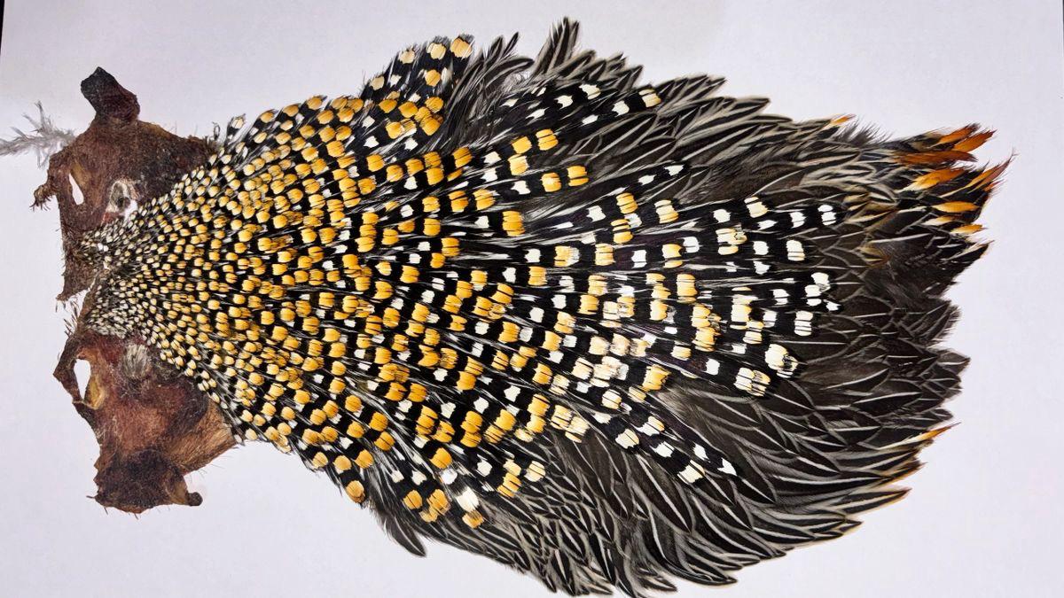 AA Grade Jungle Cock Cape – Authentic Indian Collection