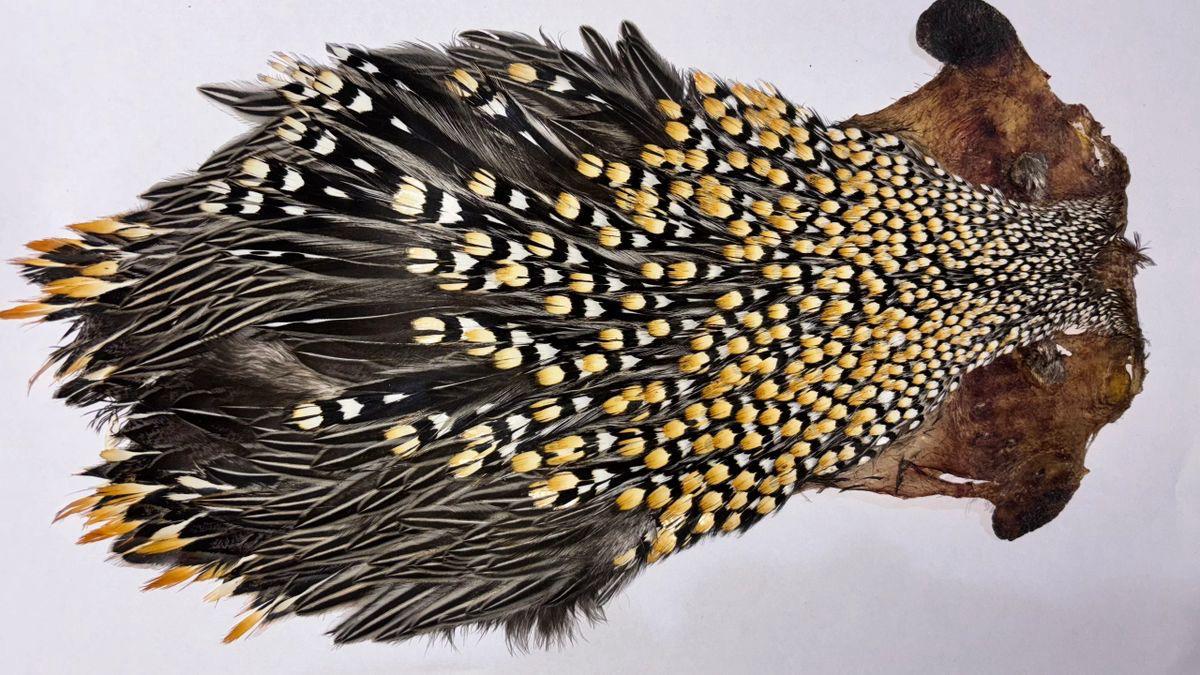 A Grade Jungle Cock Capes – Premium Quality Feathers