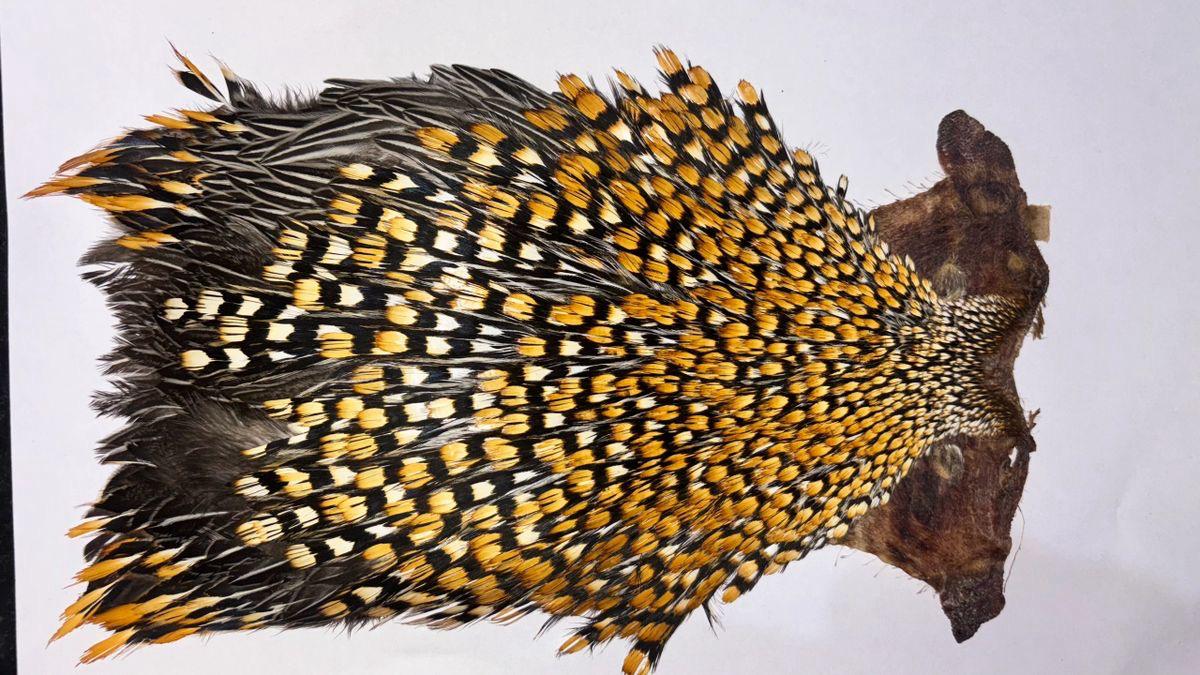 B Grade Jungle Cock Cape – Genuine Indian Origin