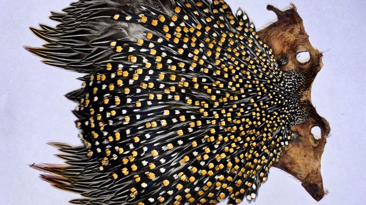 Super Quality Jungle Cock Cape – Collected by Our Hunters