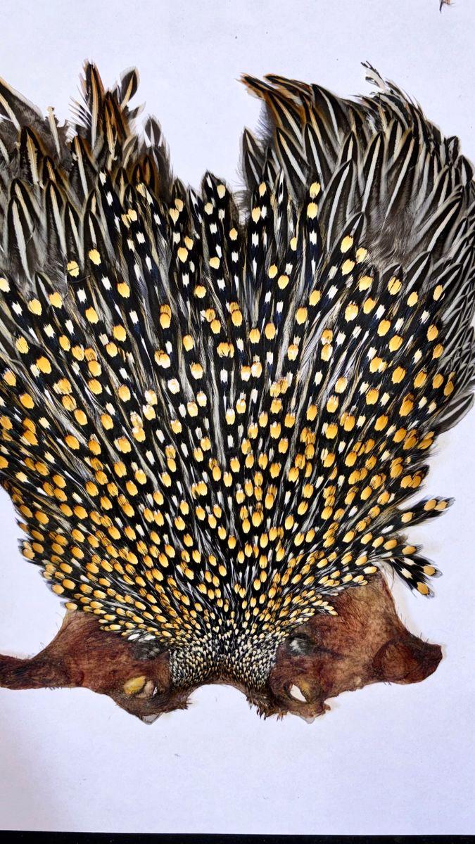 Super Quality Jungle Cock Cape – Collected by Our Hunters