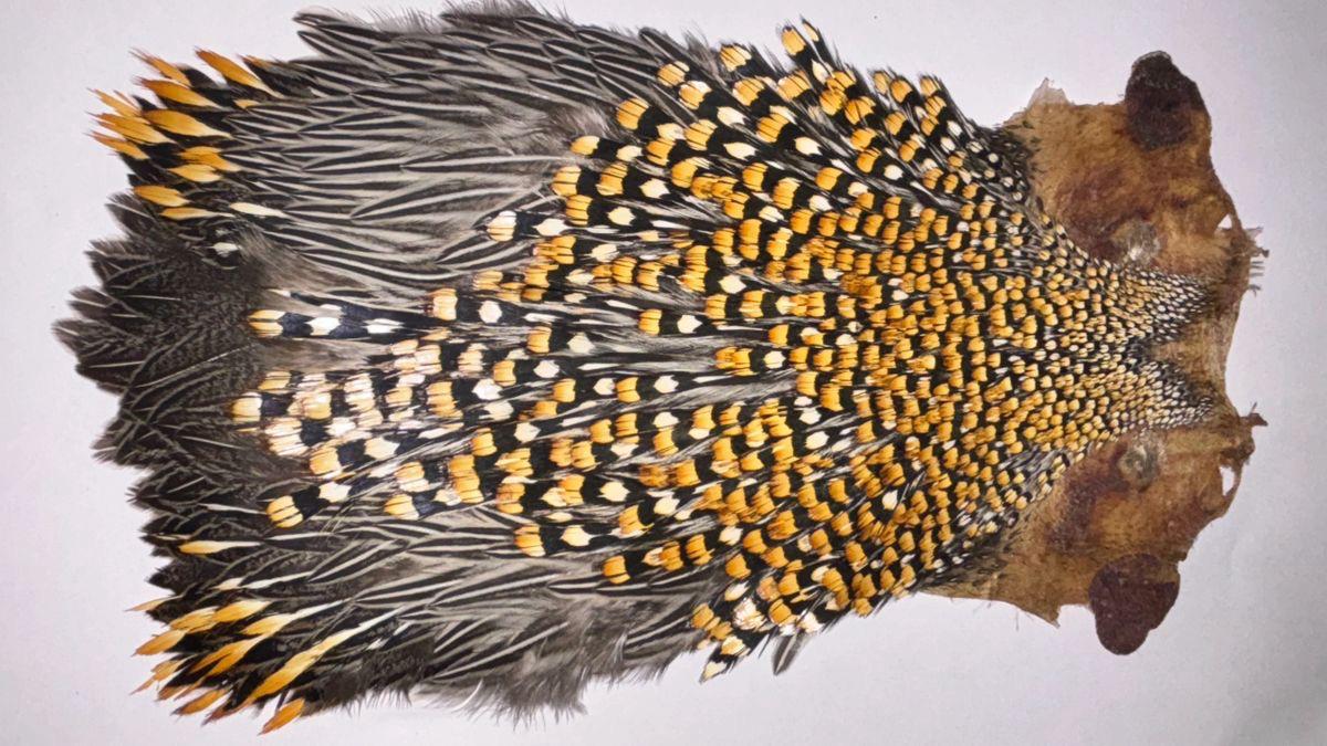 B Grade Jungle Cock Cape – Genuine Indian Origin