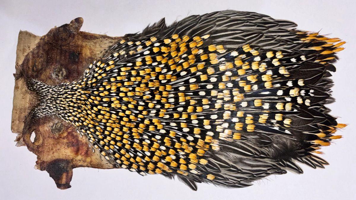 AA Grade Jungle Cock Cape – Authentic Indian Collection