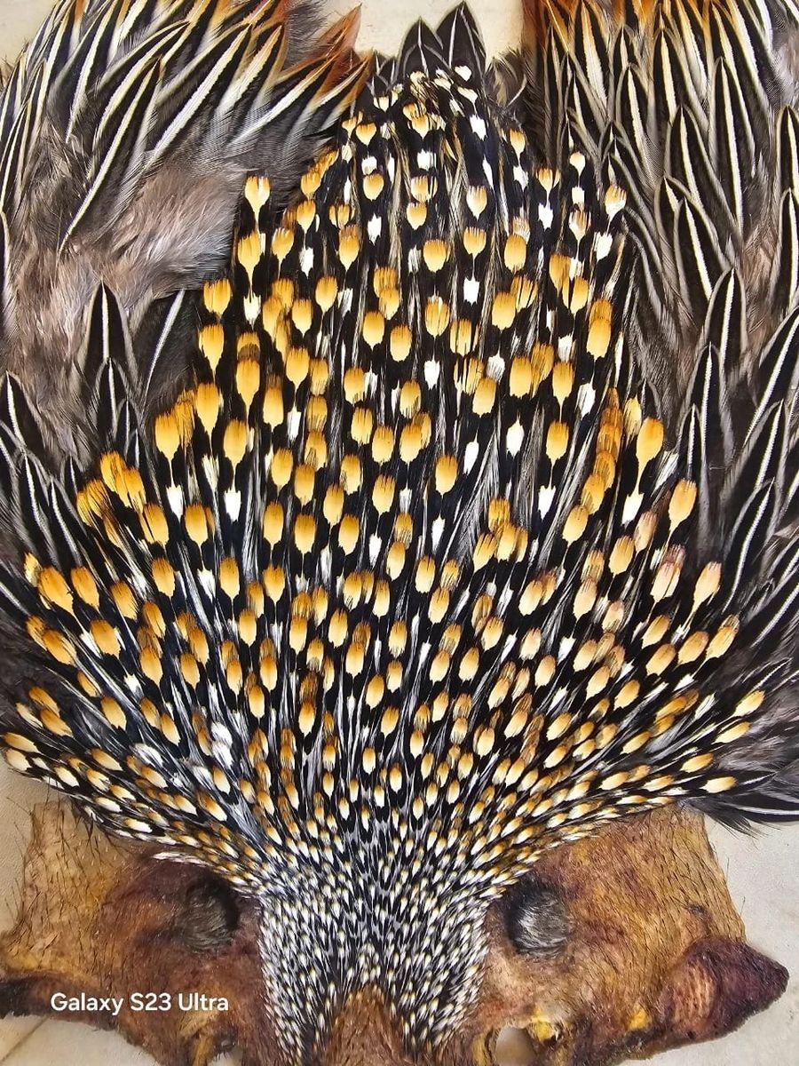 AAA Grade Jungle Cock Cape – Finest Indian Collection