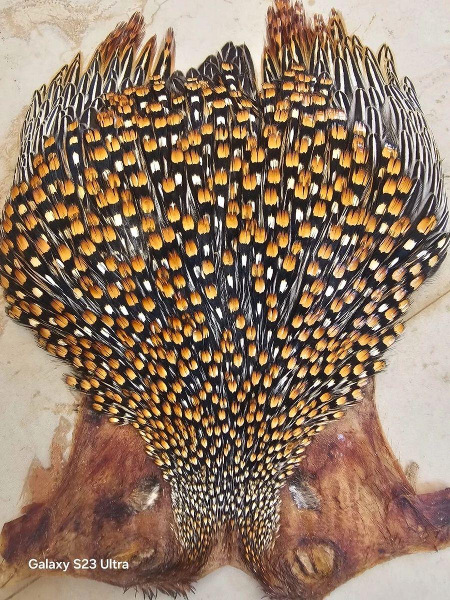 AAA Grade Jungle Cock Cape – Finest Indian Collection