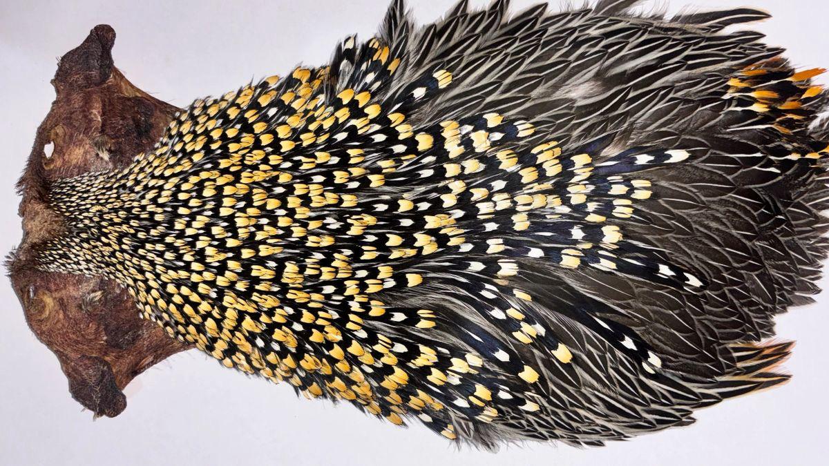 AA Grade Jungle Cock Cape – Authentic Indian Collection