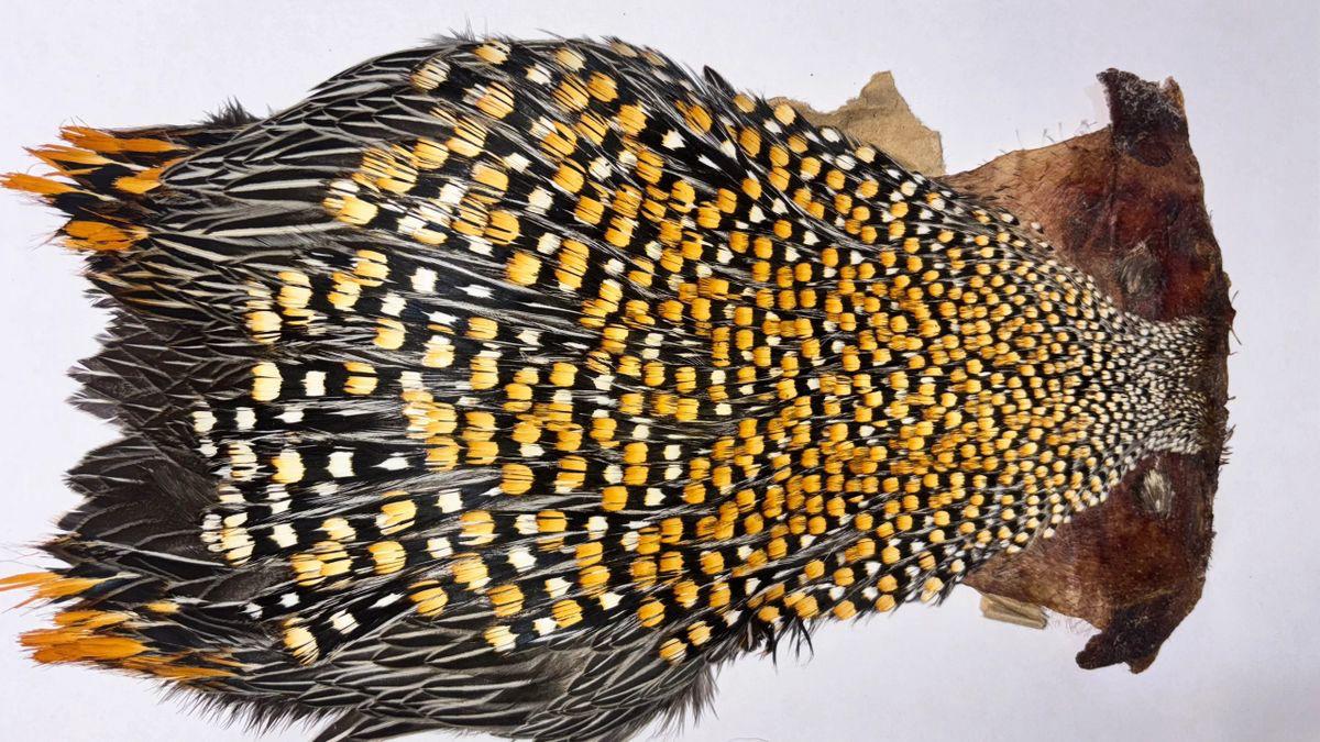 A Grade Jungle Cock Capes – Premium Quality Feathers