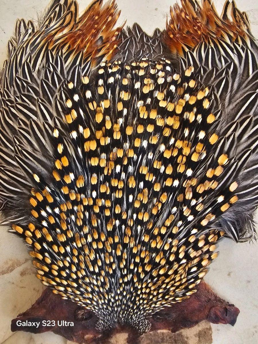 AAA Grade Jungle Cock Cape – Finest Indian Collection