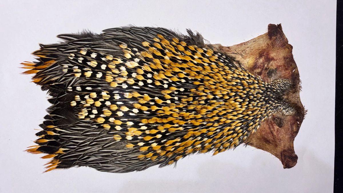 B Grade Jungle Cock Cape – Genuine Indian Origin