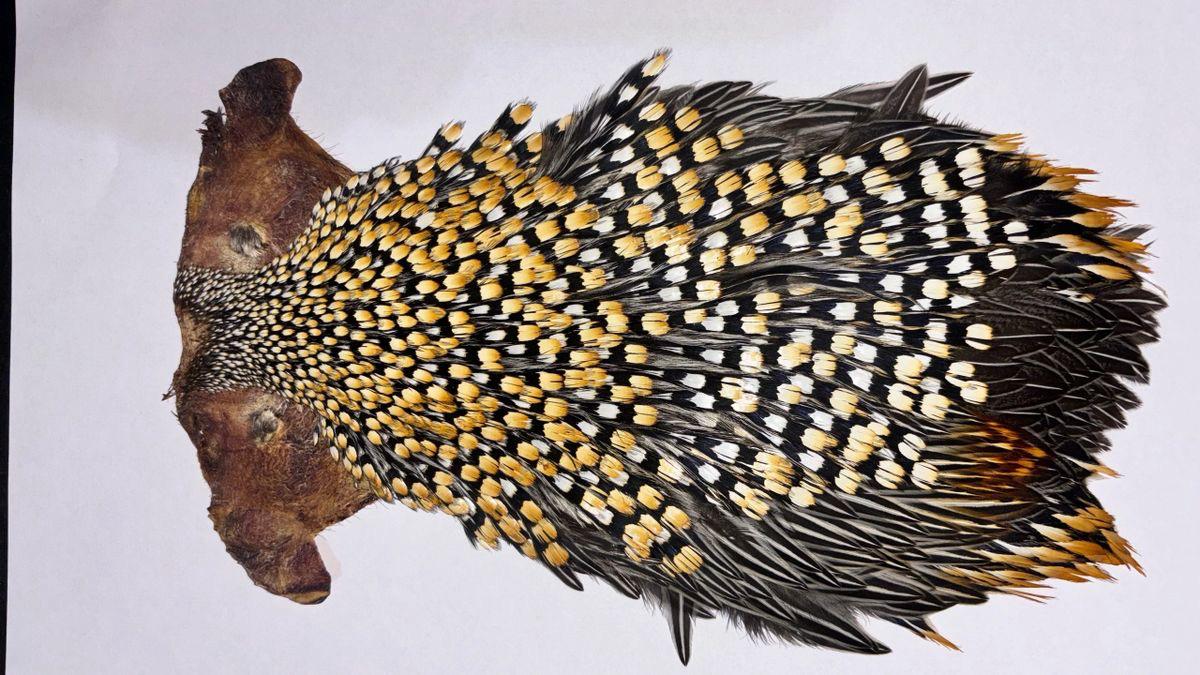 AA Grade Jungle Cock Cape – Authentic Indian Collection