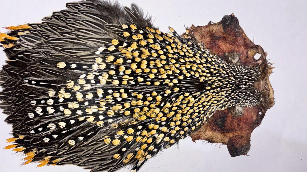 A Grade Jungle Cock Capes – Premium Quality Feathers